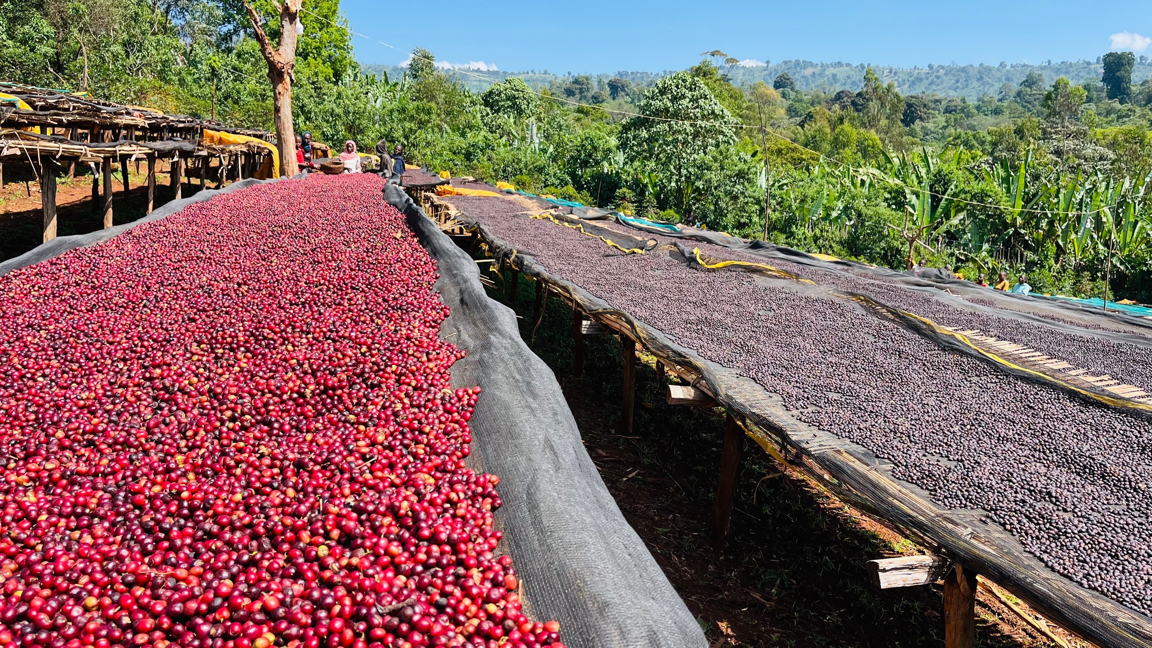 Jaki smak ma kawa z Etiopii? Zrozumieć aromatyczną duszę kawowej kolebki