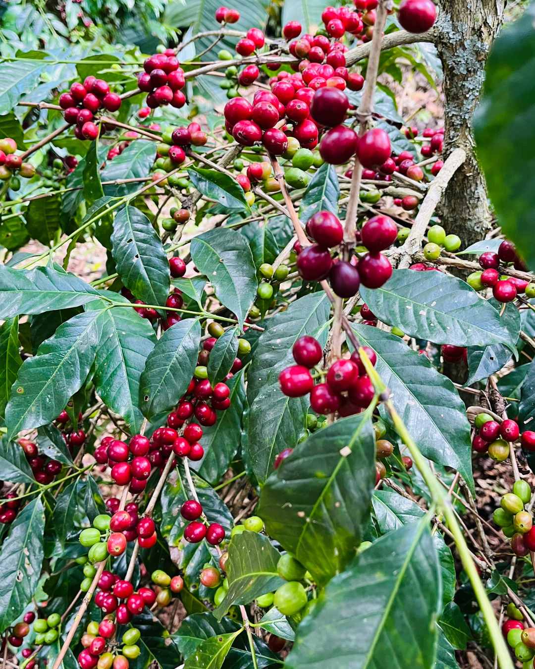 Jak zmienia się smak kawy wraz ze zmianami klimatu?