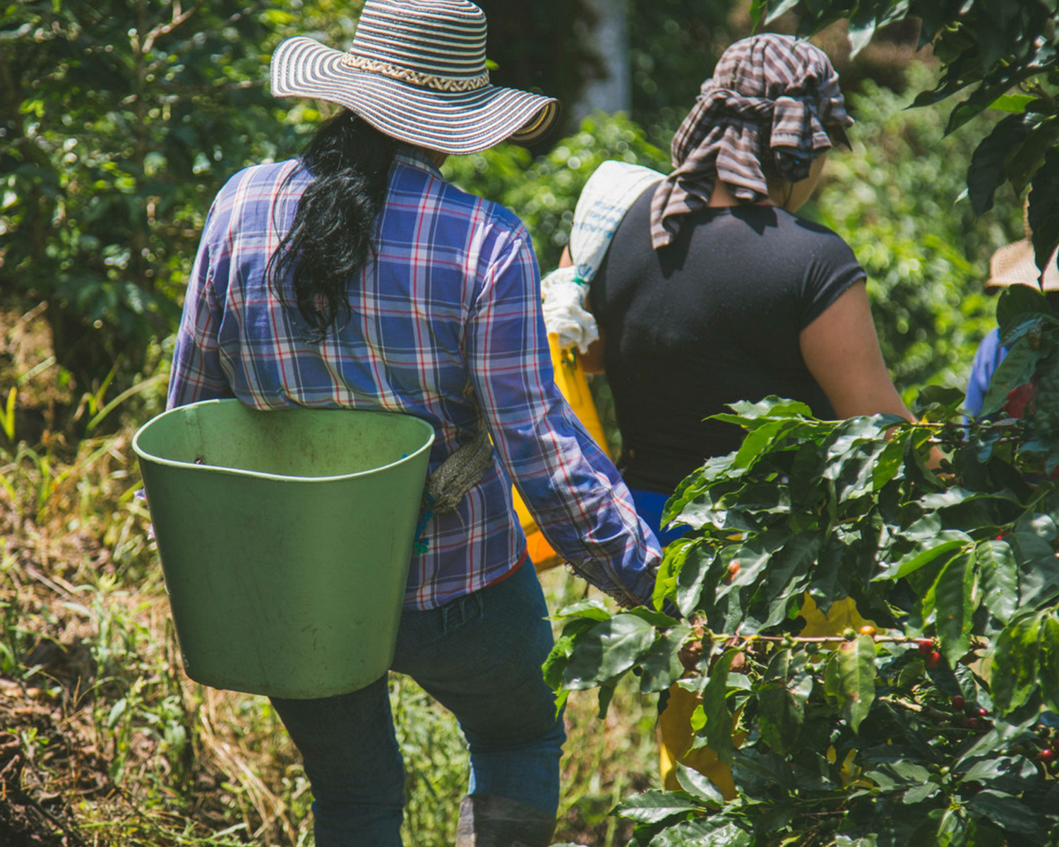 Kolumbia w filiżance — jak smakują kolumbijskie kawy?