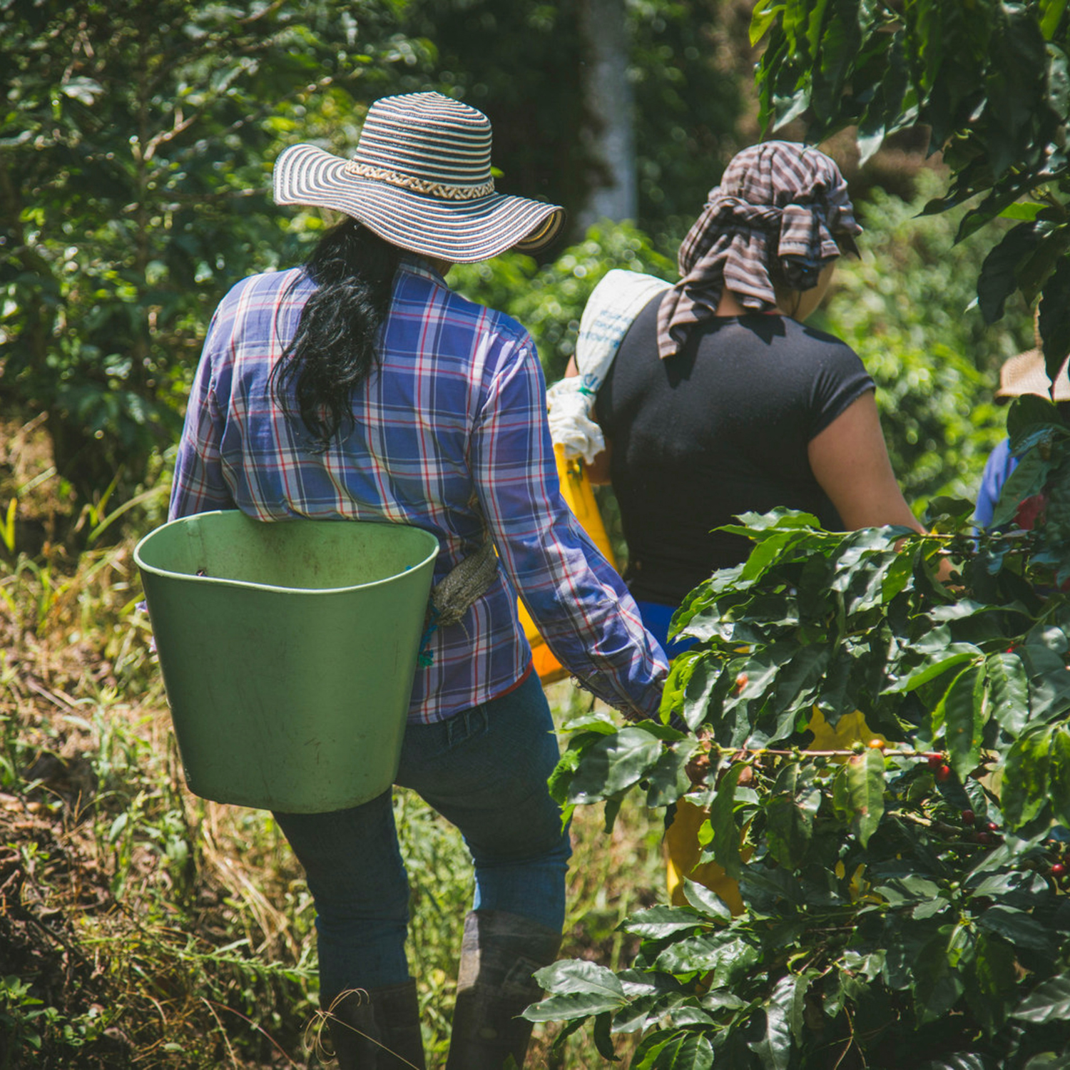Kolumbia w filiżance — jak smakują kolumbijskie kawy?
