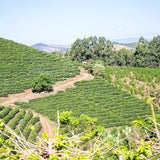 Brazil Matheus De Oliveira