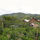 Colombia Don Linarco