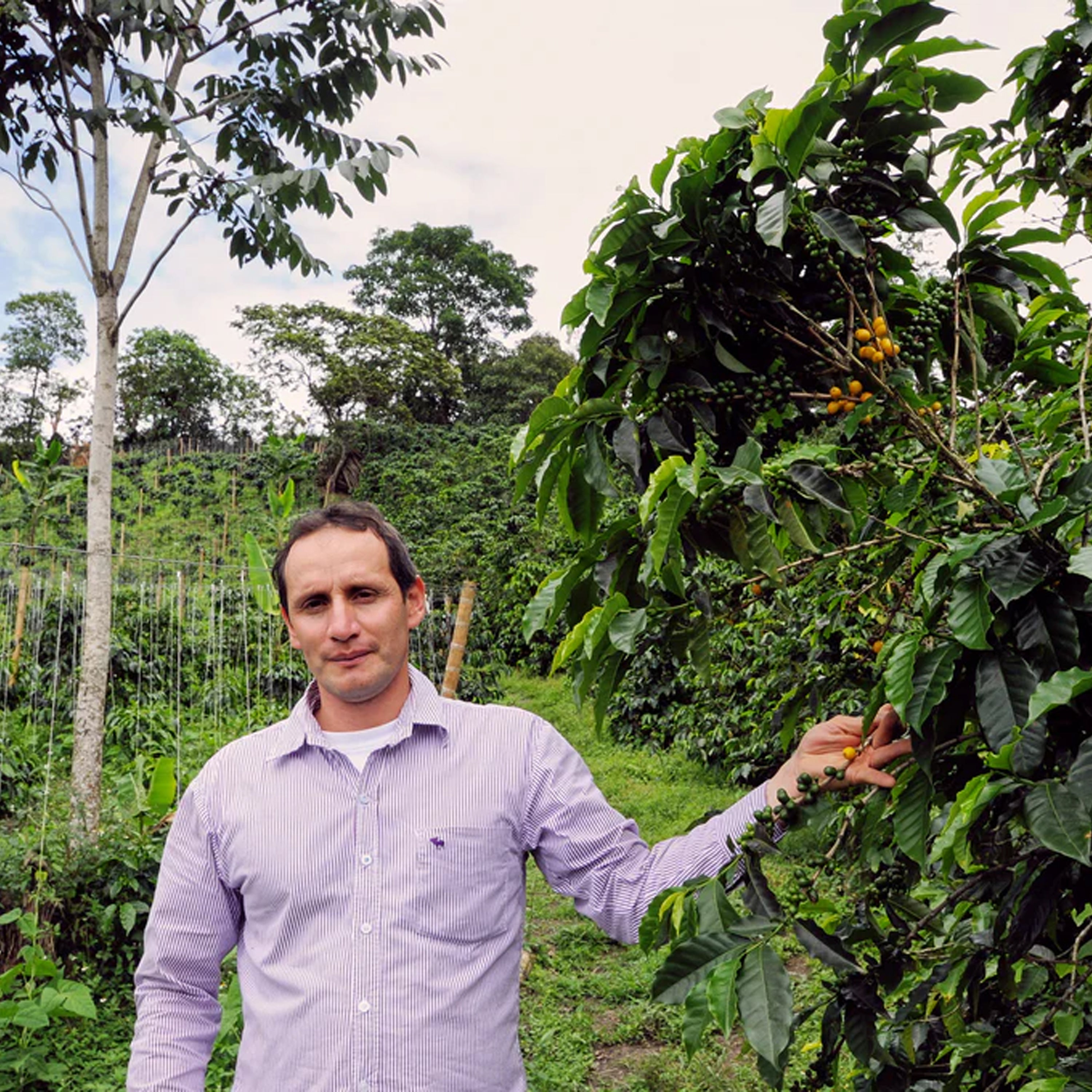 Colombia Don Linarco