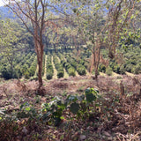 Tanzania Ngila Estate