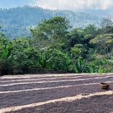 Ethiopia Alemayehu Daniel