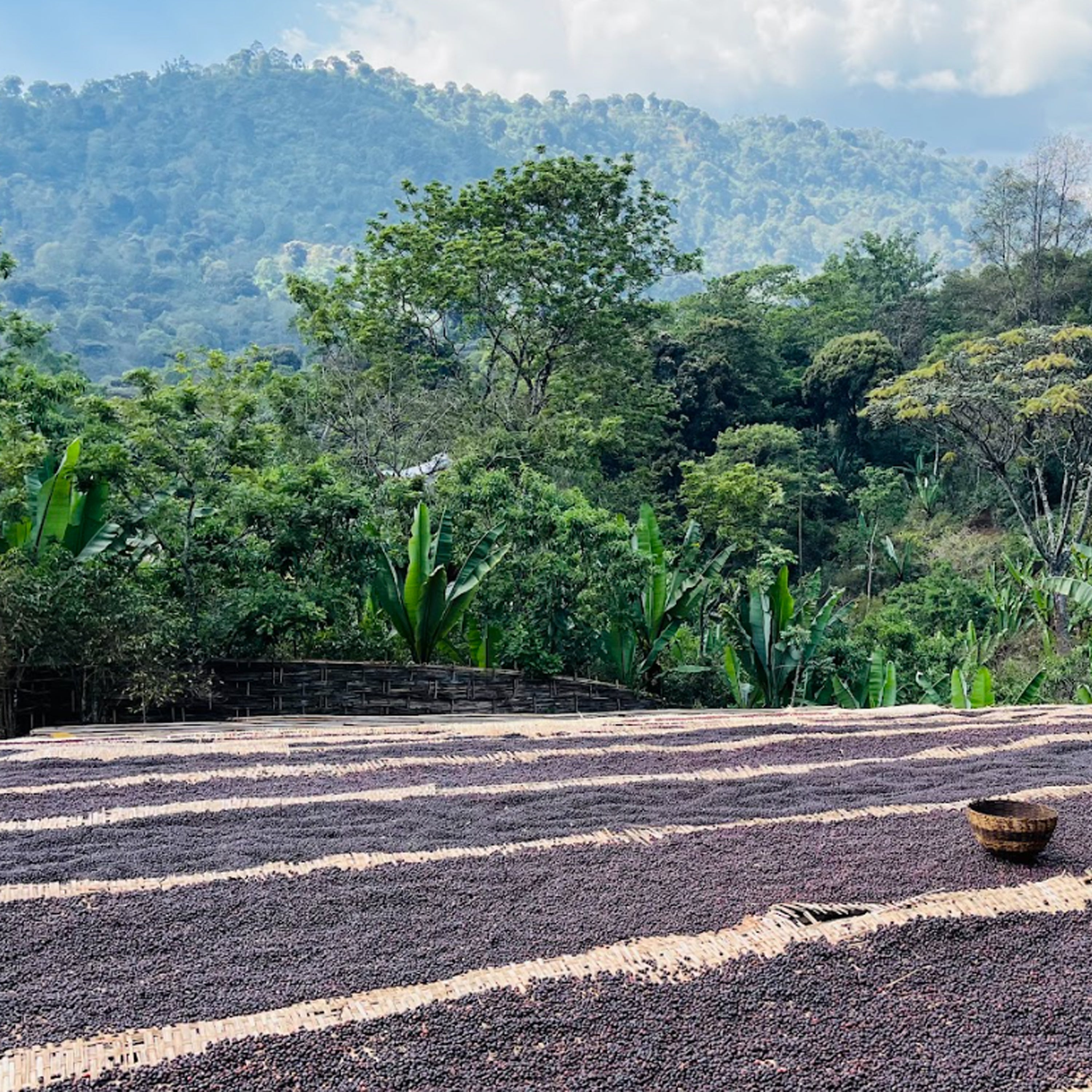 Ethiopia Alemayehu Daniel