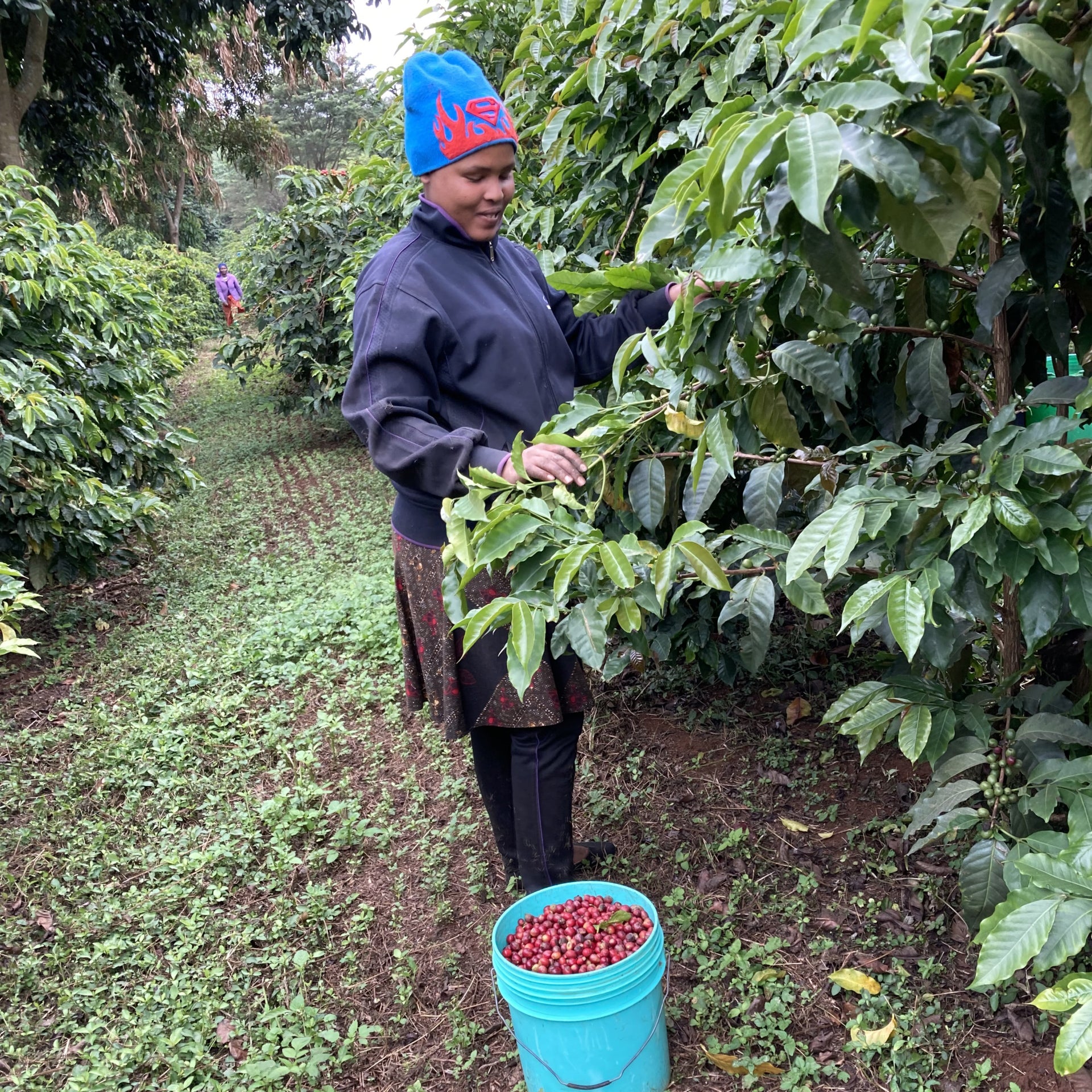 Tanzania Ngila Estate